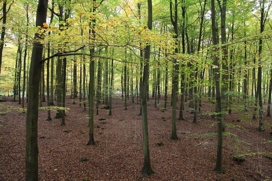 john grade: la chasse #forest #installation