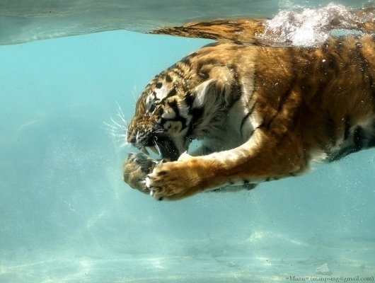 img01.jpg 720×544 pixels #pool #tiger #photography #water