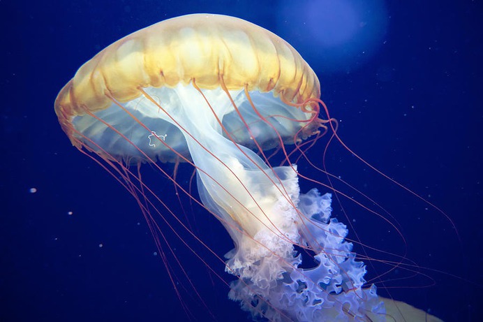 easy jellyfish painting & jellyfish paint by numbers