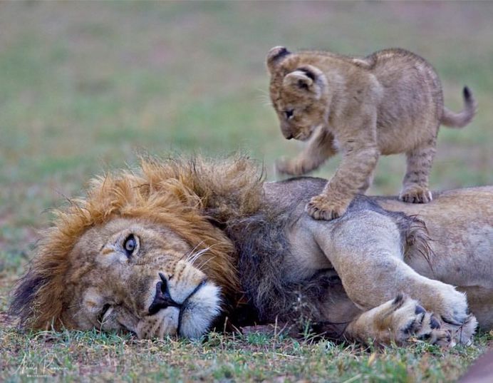 Spectacular Wildlife Animals Portraits by Andy Rouse