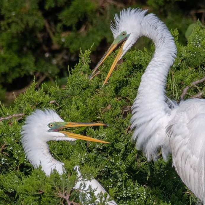 #birdwhisperer: Beautiful Birds Photography by Chris A. Fraley