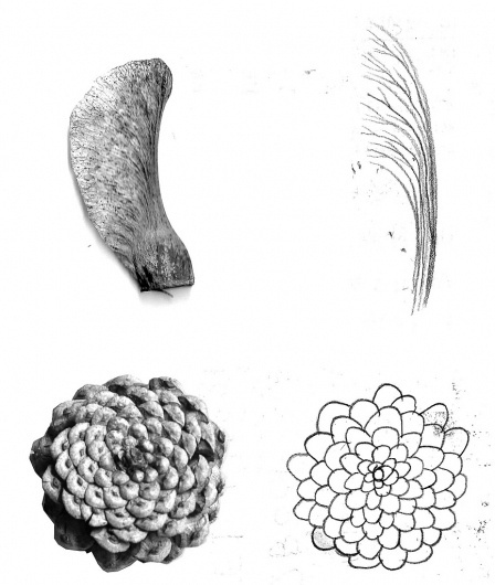 All sizes | collecting patterns | Flickr - Photo Sharing! #keri #white #plants #smith #black #patterns #collecting