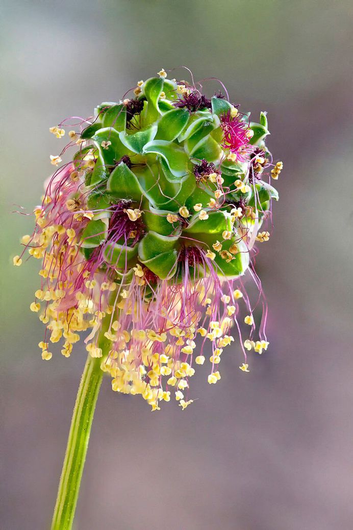 Salad Burnet Flower by Ian Gilmour