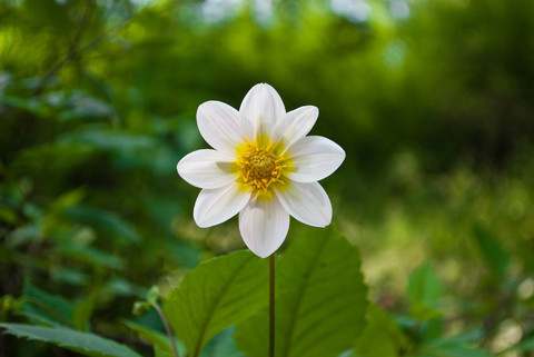 IG064 #flower #nature