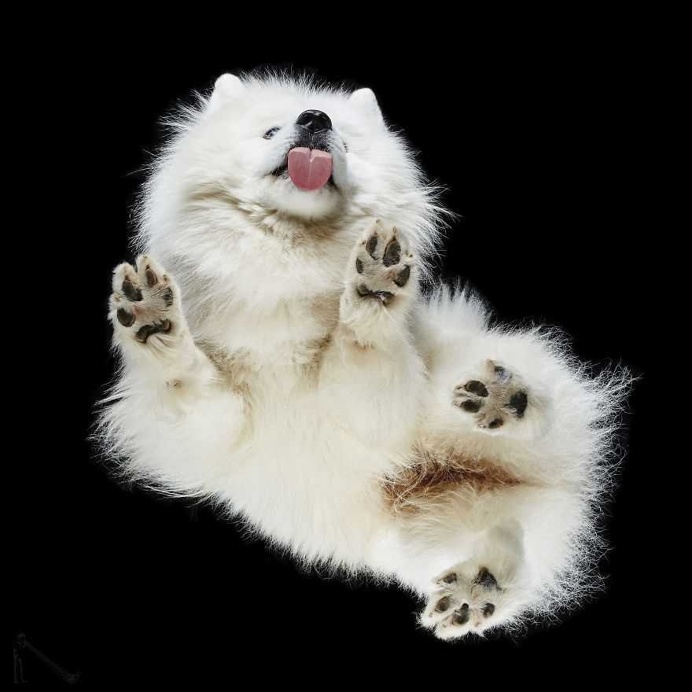 Under-Dogs: Dogs Pictured from Underneath by Andrius Burba