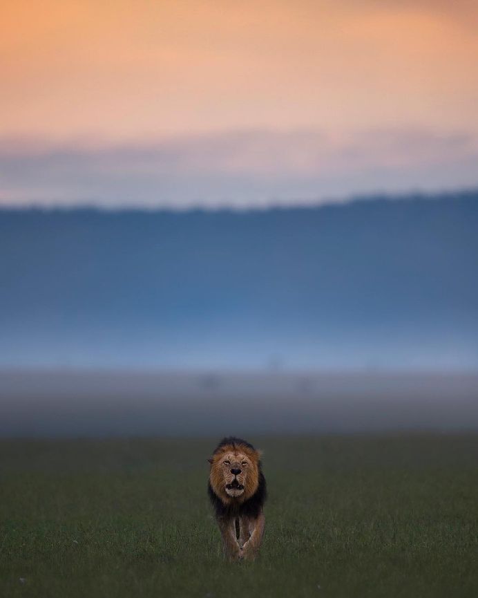 Wildlife Action Photography by Varun Aditya