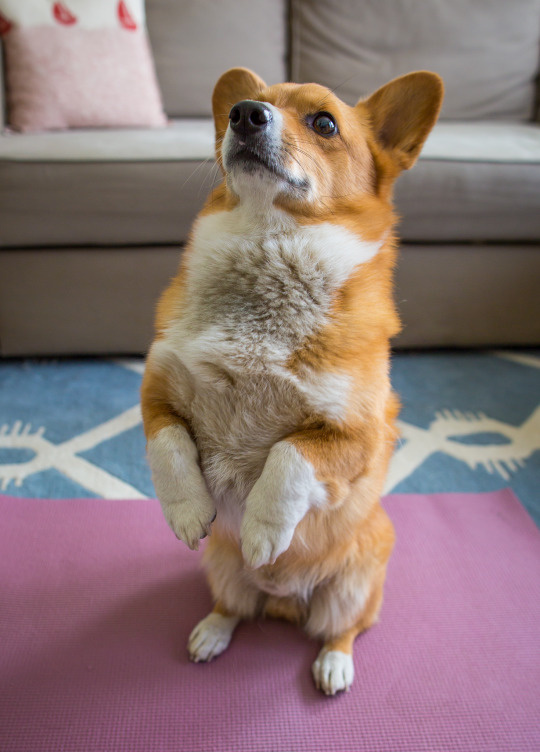 Corgi Yoga: Mountain pose