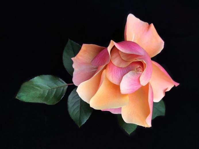Fascinated iPhone Photos of Flowers by Barbara Nebel