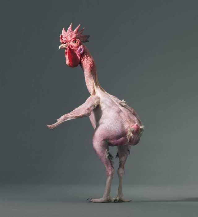 More Than Human by Tim Flach