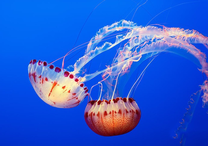 easy jellyfish painting & jellyfish paint by numbers