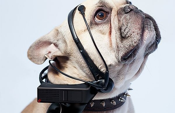 What is your dog thinking about? With this device, you can understand what your dog wants. #product #industrial #design