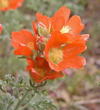 Sphaeralcea coccinea