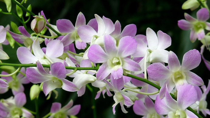 Japanese Orchid Flower #inspiration #photography #nature