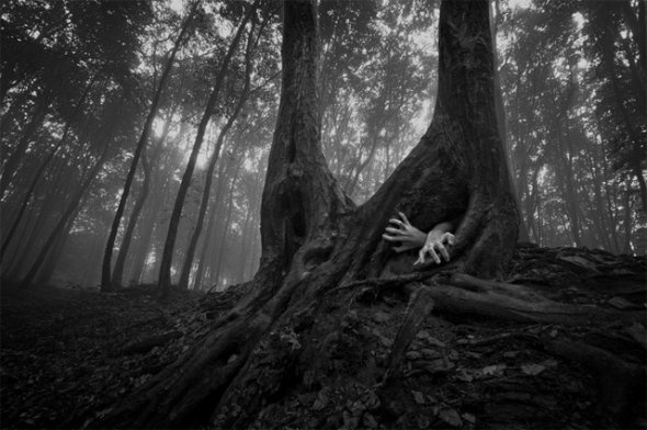 The Romanian Forests - Wall to Watch #trunk #tree #escape #grave #hands #roots #forest