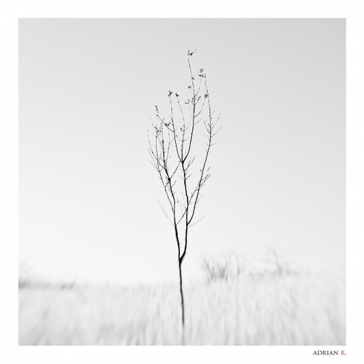 lensbaby tree, Artwork by Adrian Rosu #lensbaby