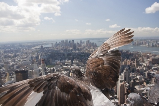 All sizes | Pigeon over NYC | Flickr - Photo Sharing! #empire #manhattan #bird #spread #pigeon #state #nyc #overlooking
