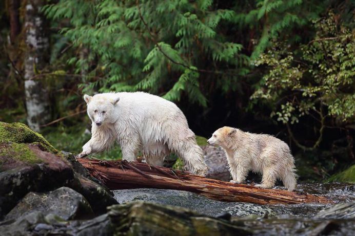 Unforgettable Portraits of Wild Animals by Melissa Groo
