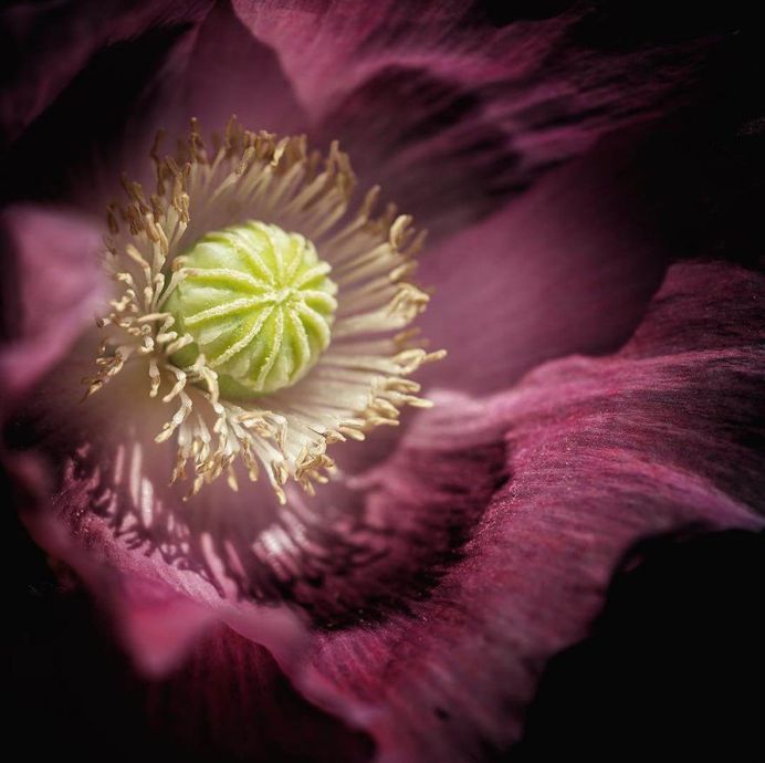 Lovely moody shot of flower by Monica Destro