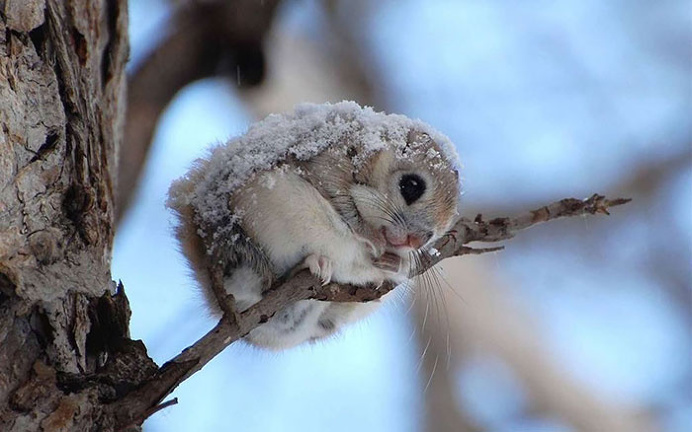 Flying Squirrels Are Probably The Cutest Animals On Earth #cute #animals #pet #squirrels