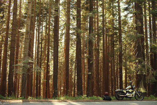 tumblr_mqcvxvFoAv1qb44y1o1_500 #forest #travel #motorcycle