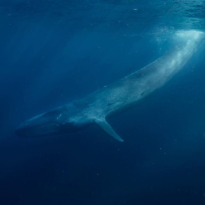 Magical Underwater and Ocean Photography by Scott Wilson