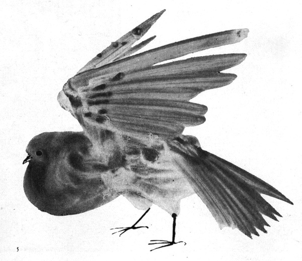 Józef Wilkoń #illustration #watercolour #bird