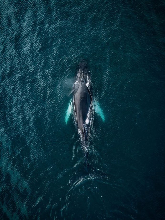 Whales from above by Michael Schauer