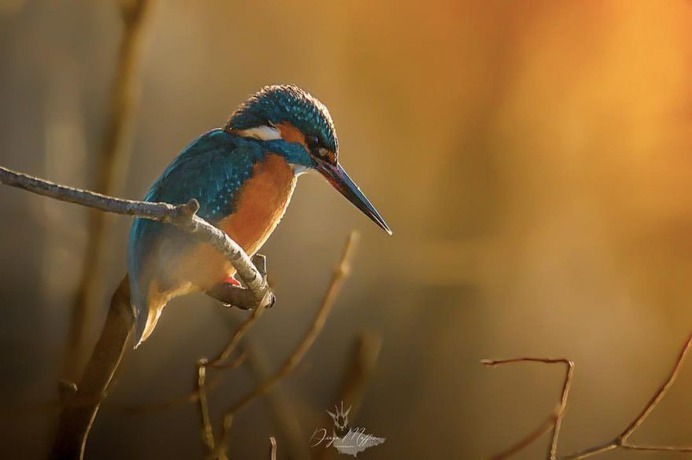 #birds_adored: Wonderful Birds Photography by Diego Maffina