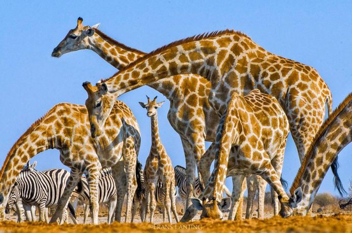 From the Amazon to Antarctica: WIldlife Photography by Frans Lanting