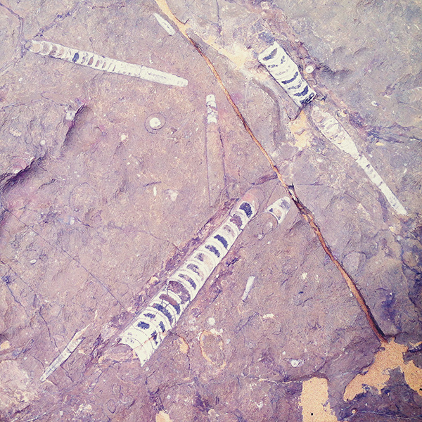 Maroc / Erg Chebbi / http://www.behance.net/cescpera #maroc #photo #fossil #dune