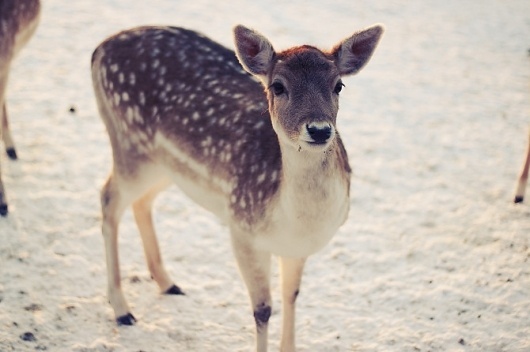 Nol Cobben #nol #deer #photography #cobben