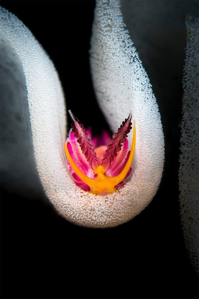 Inside the eggs by Flavio Vailati