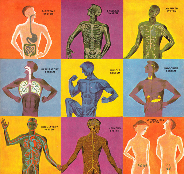 The Human Body: What It Is and How It Works, in Vibrant Vintage Illustrations circa 1959 | Brain Pickings #retro #anatomy #body #human #illustration #vintage