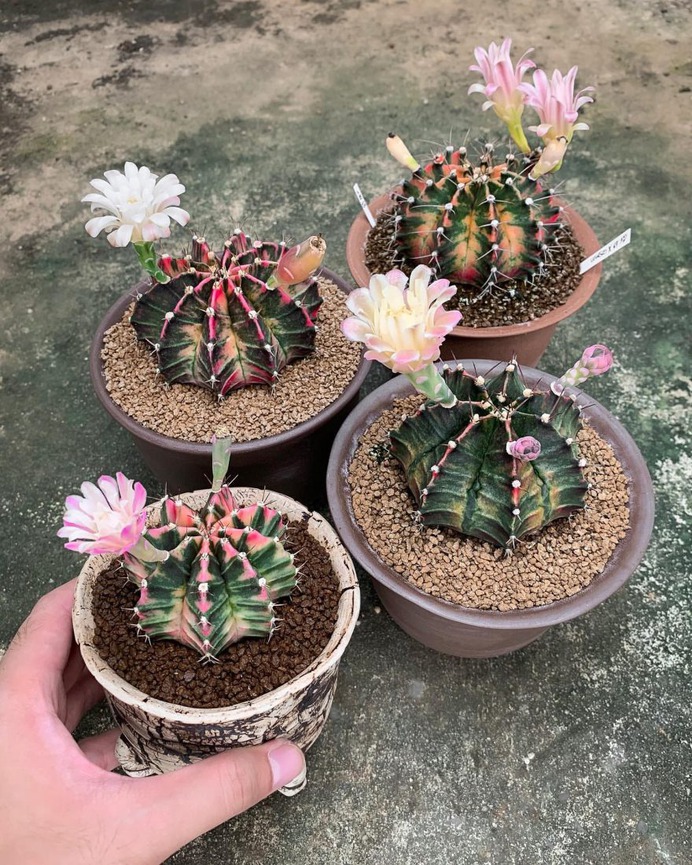 Wonderful Cactuses and Desert Plants by Wachirapol Deeprom