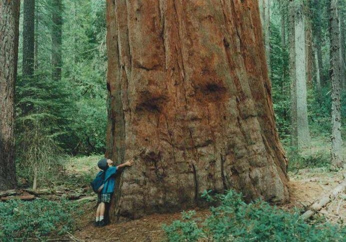 buckydixon:dottyasyouplease: that tree looks so happy that it is receiving a hug from this child I AM GROOT #happy #kid #tree