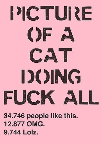 FFFFOUND! #lol #catz