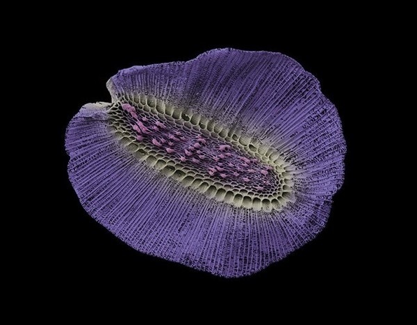 Microscopic Nature10 #micro