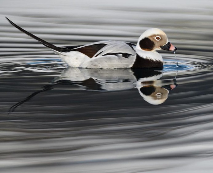 #kings_birds: Fascinating Bird Photography by Staffan Widstrand