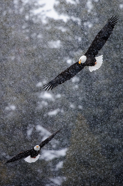 Eagles, animals, photography