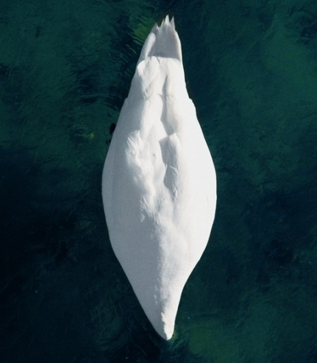 Untitled Document #simple #water #bird