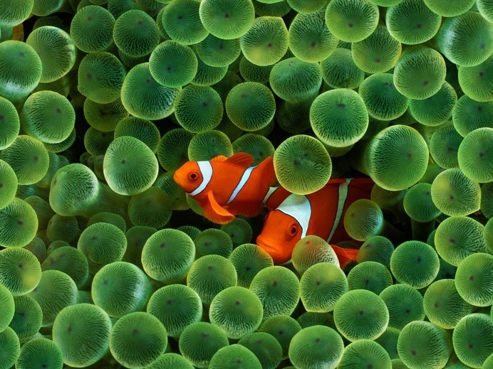 Clown Fish #inspiration #photography #animal