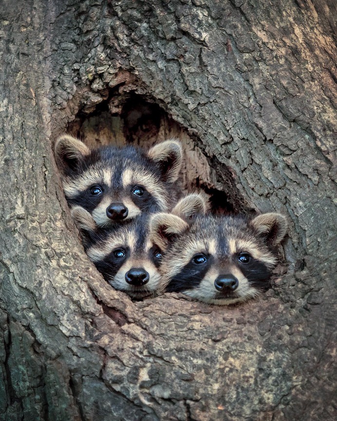 Breathtaking Portraits of Wild Animals by Kevin Biskaborn