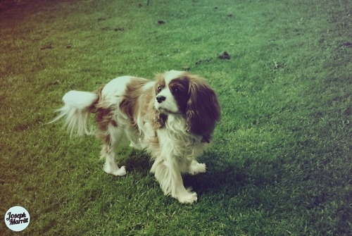 Joseph R Marritt #dog