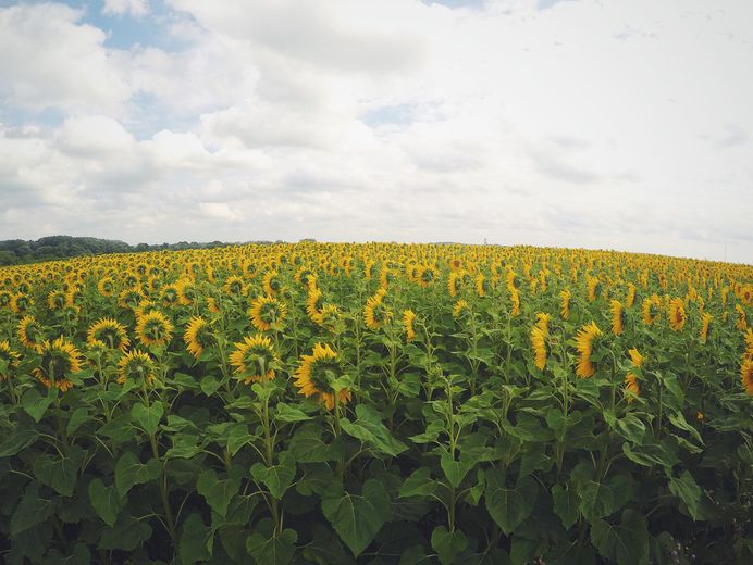 A vast field of sunflowers turning their heads towards the sun
