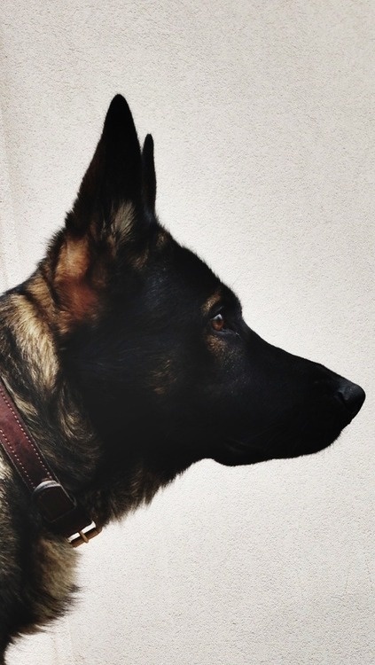 nerv #dog