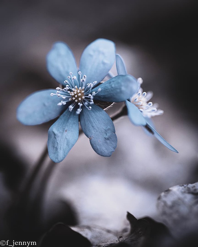 Flowers of Sweden: Beautiful Flowers Pictures by Jenny Mårtensson