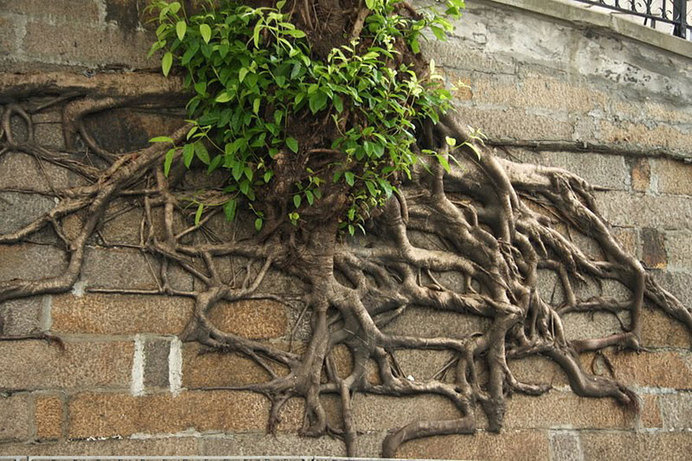 tree-roots-concrete-pavement-19 #root #photography #tree