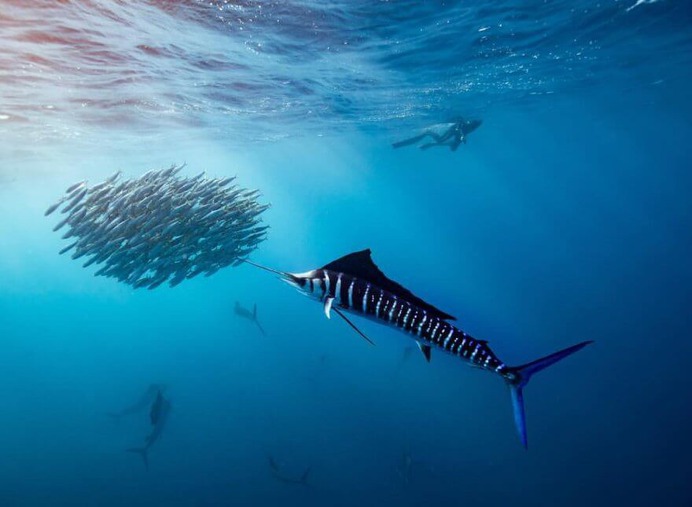 Magical Underwater and Ocean Photography by Scott Wilson
