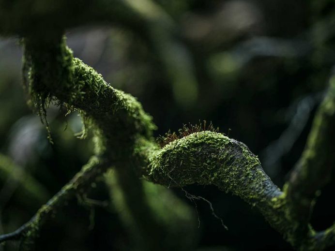 Yakushima - The Forest Spirit: Landscape Photography by Raphael Olivier