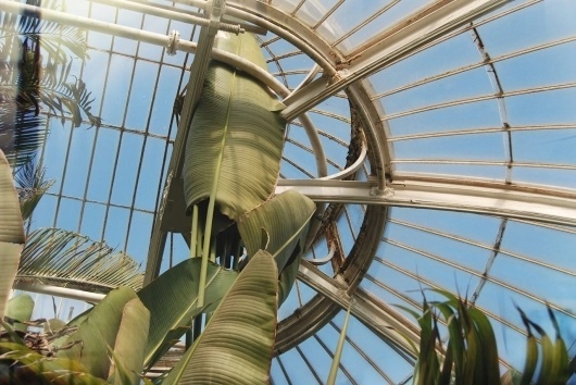 Arch MCX #skew #metals #plants #tropical #victorian #garden #leaves